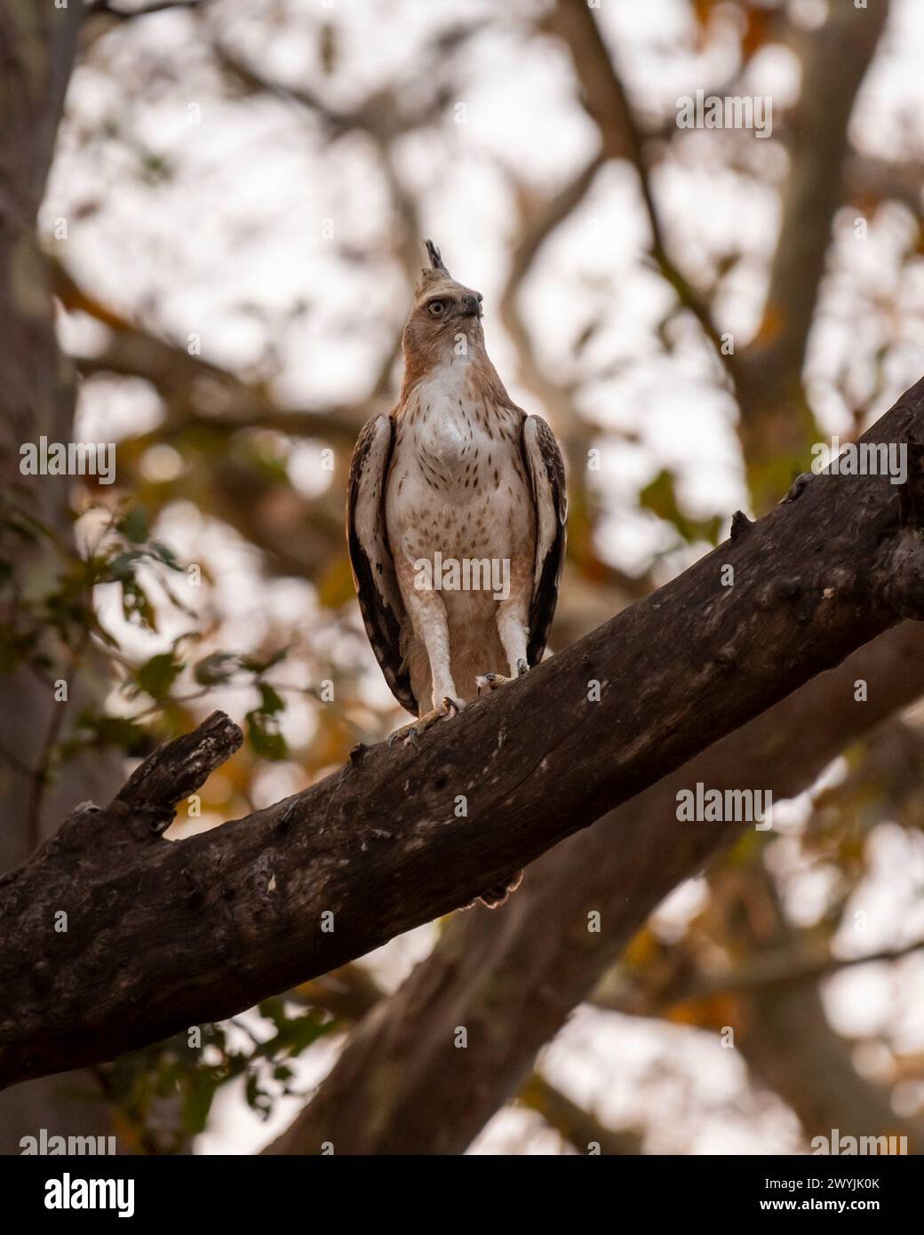 changeable or crested hawk eagle or nisaetus cirrhatus closeup front profile feather details perched on tree in natural green background  panna india Stock Photo