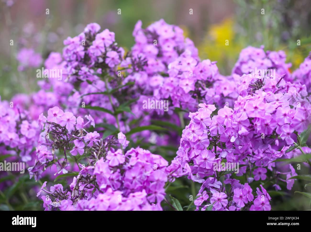 Blooming phlox garden flowers. Decorative plants. Stock Photo