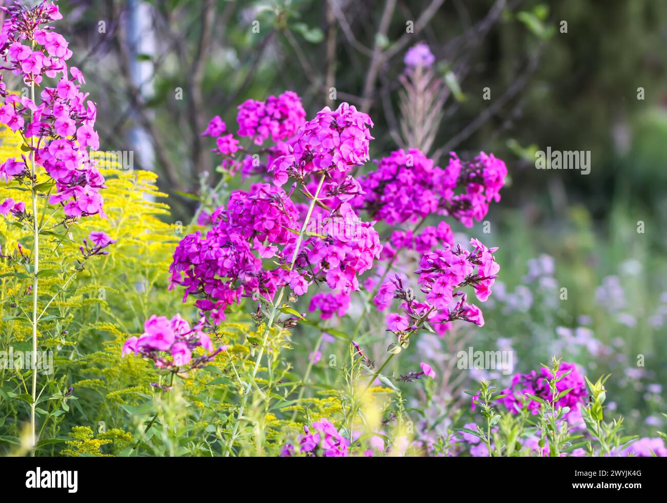 Blooming phlox garden flowers. Decorative plants. Stock Photo