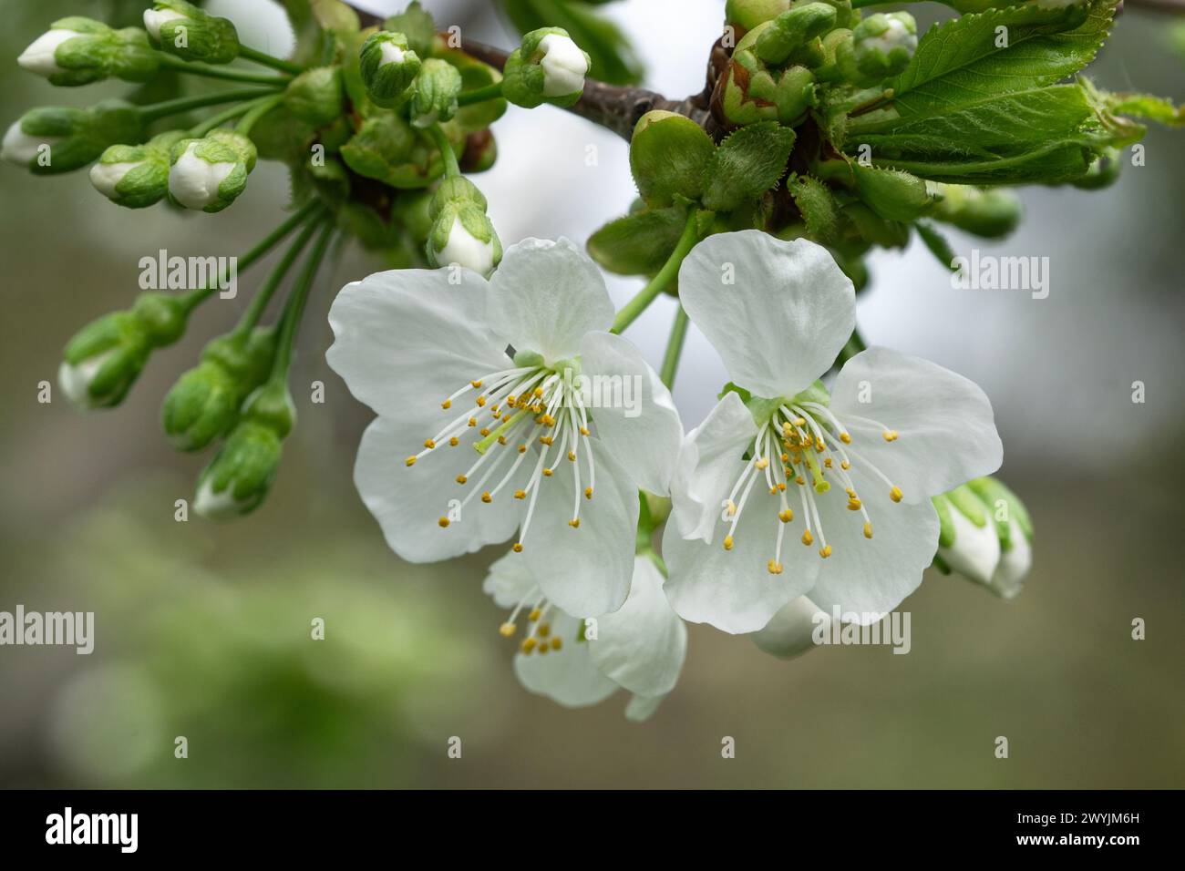 Buds and blossoms of cherry variety Dönissens gelbe Knorpelkirsche Stock Photo