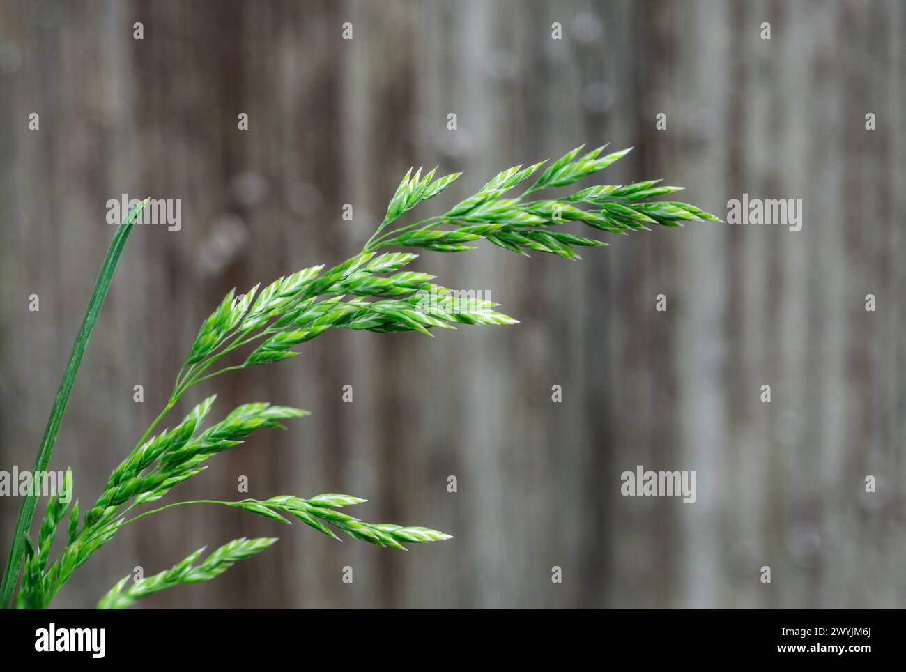 Close up of Poa pratensis, (Kentucky bluegrass smooth meadow-grass, or common meadow-grass) in spring Stock Photo