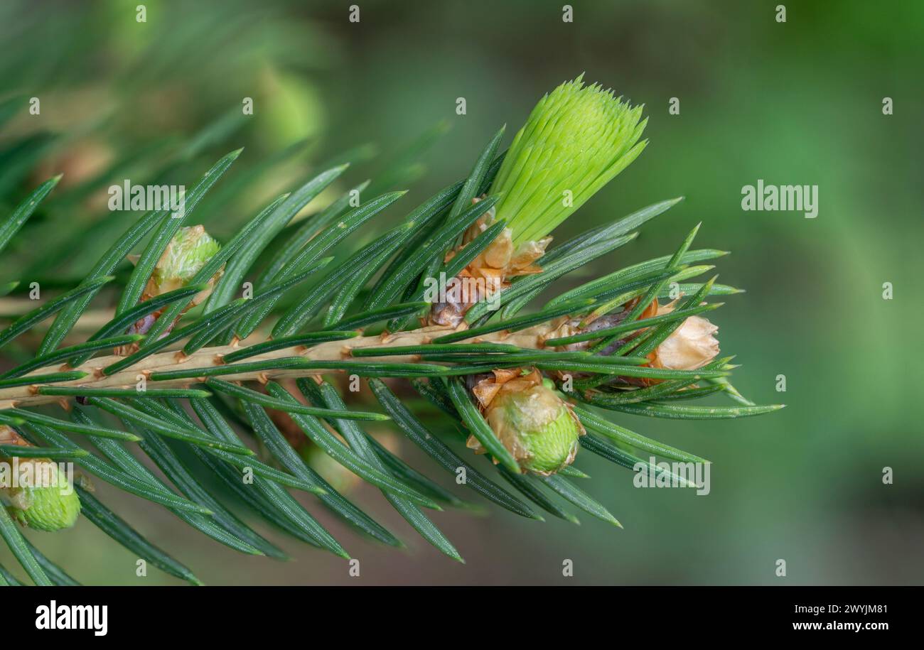 Young Sprouts and Needles of  Spruce Tree (Picea abies) in spring Stock Photo