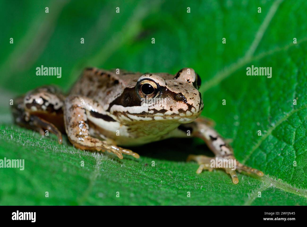 Common frog (Rana temporaria) in Cumbach area, Thuringen, Germany Stock ...