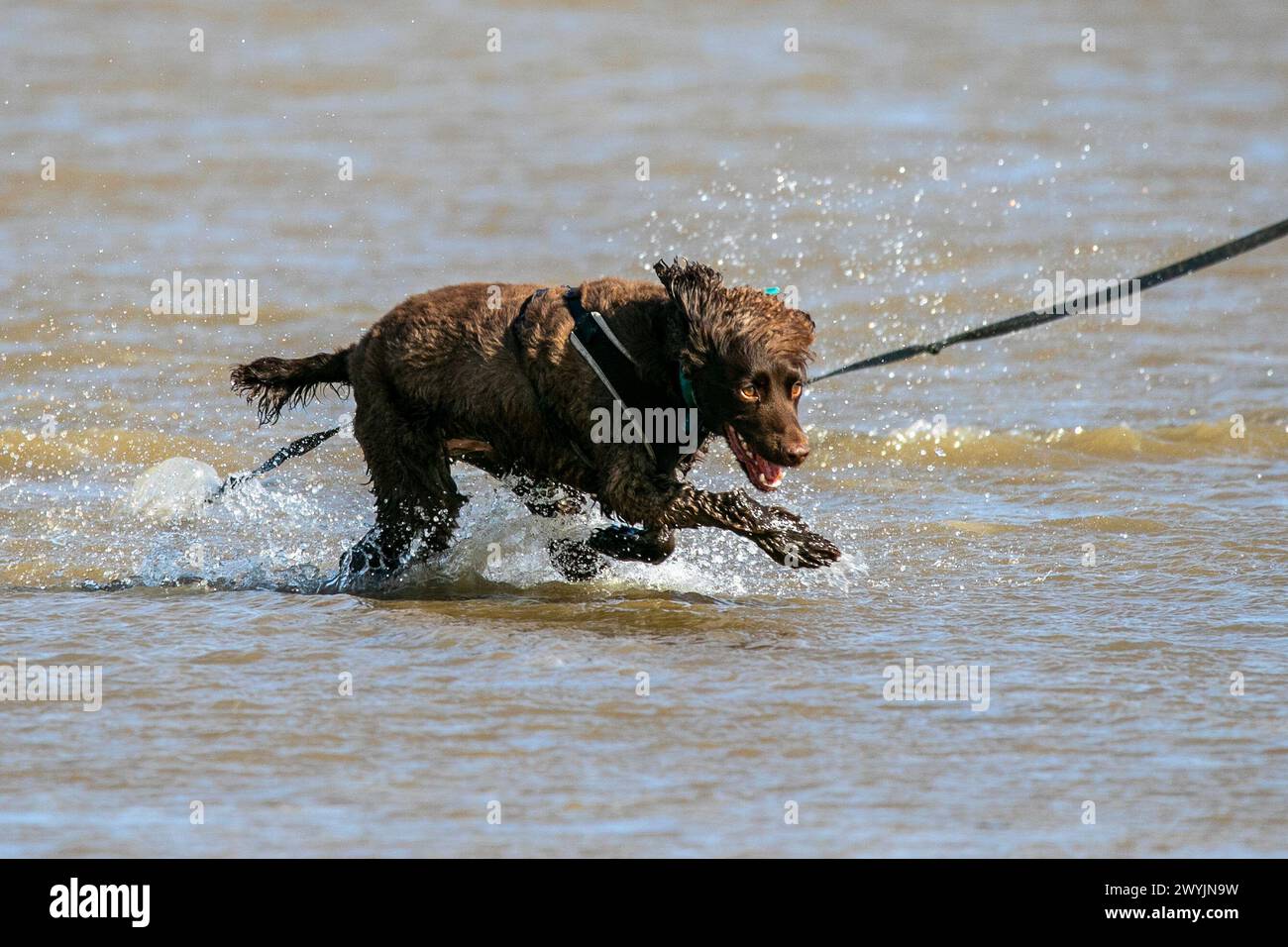 Cockapoo running through water hi-res stock photography and images - Alamy