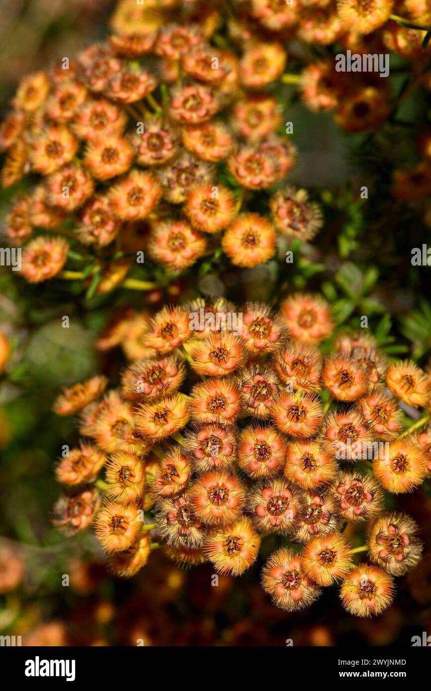 Orange flowers of the Australian native Golden feather flower Verticordia chrysantha, family Myrtaceae. Spring to summer flowering. Endemic to WA Stock Photo