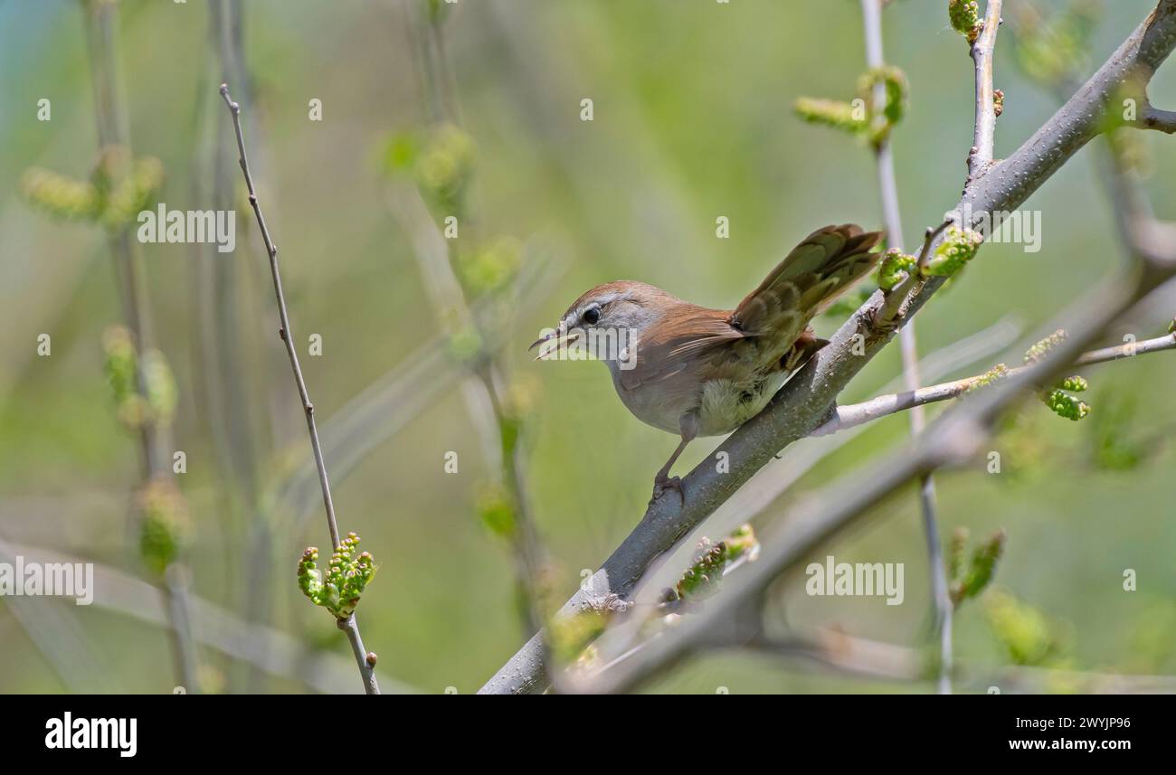 Cetti