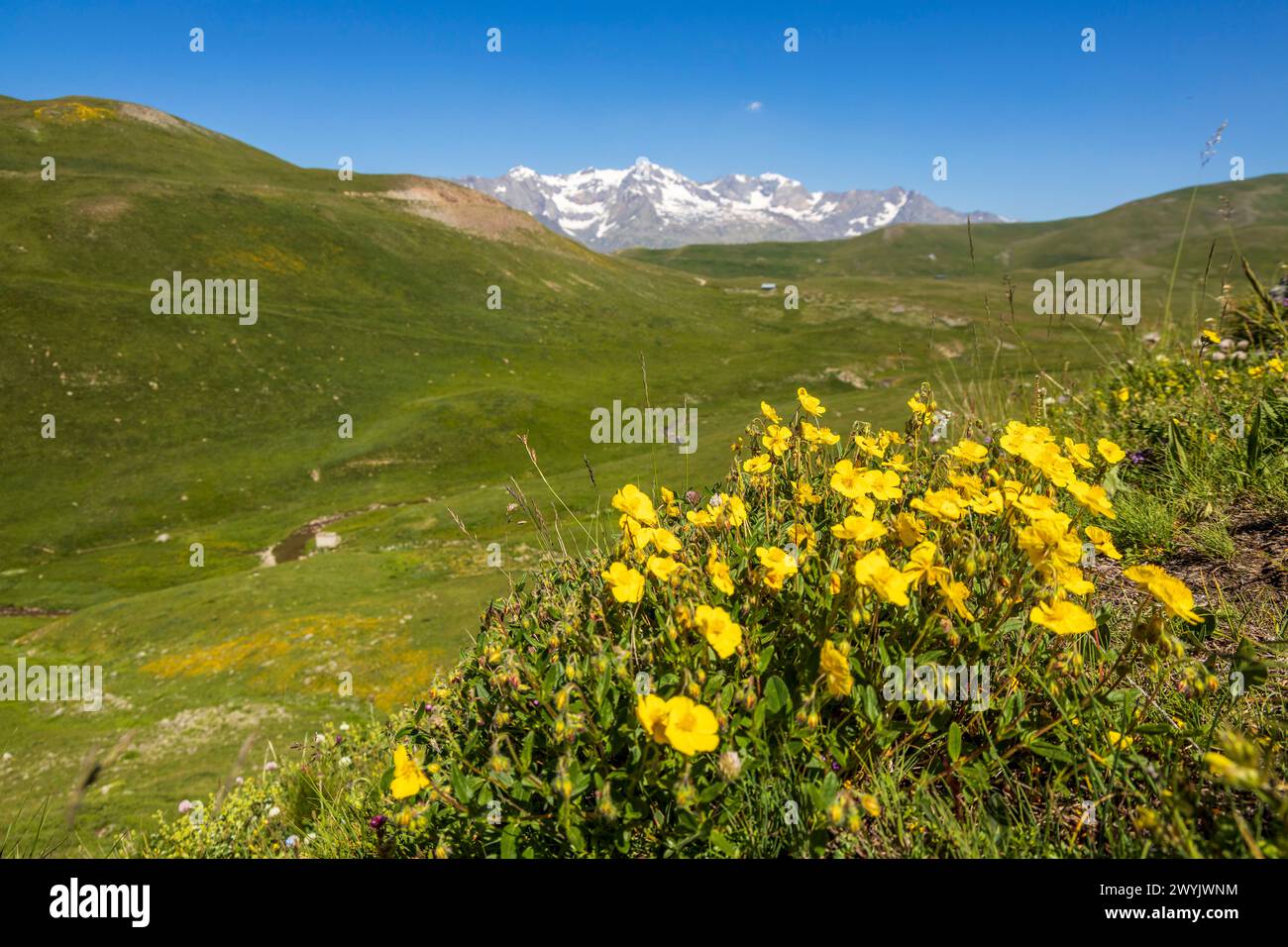 France, Hautes-Alpes, la Grave, Emparis plateau, Rif Tort valley, flowers of Rock-rose (Helianthemum grandiflorum), the summits of the Grandes Rousses in the background Stock Photo