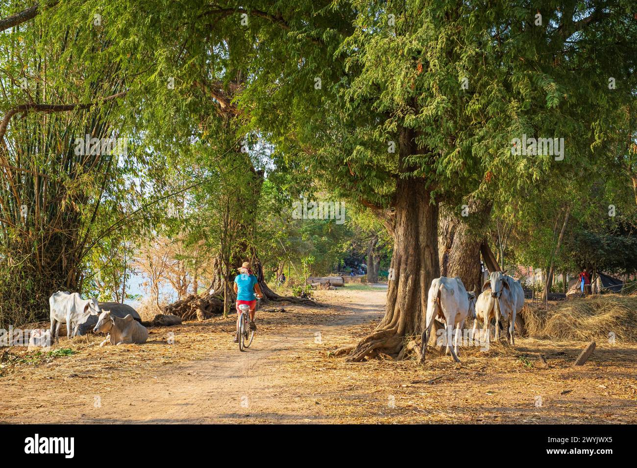 Cambodia, Kampong Cham, bike ride on the banks of the Mekong river Stock Photo