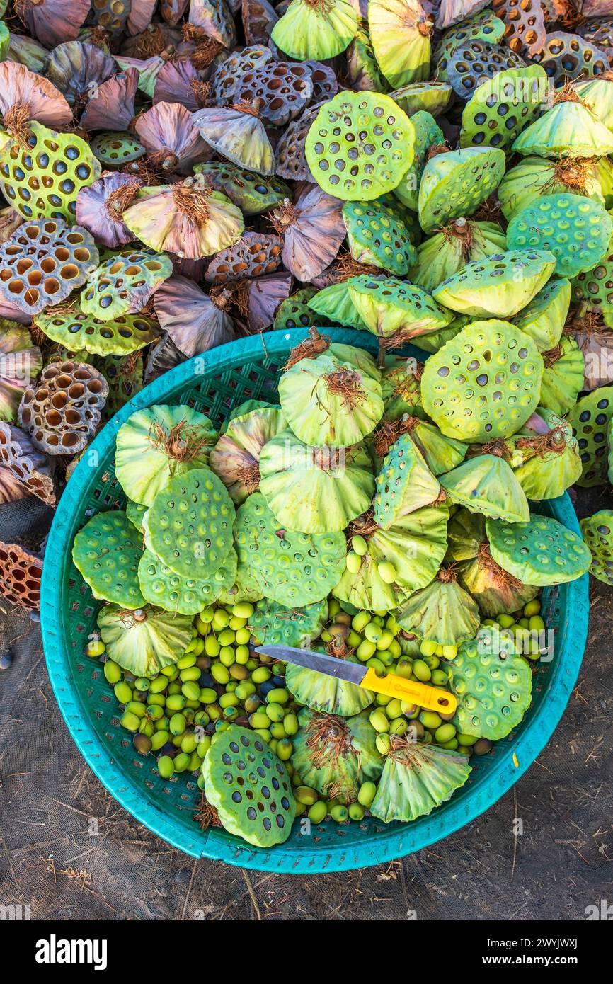 Cambodia, Kampong Cham, lotus flowers cultivation, seed harvesting ...