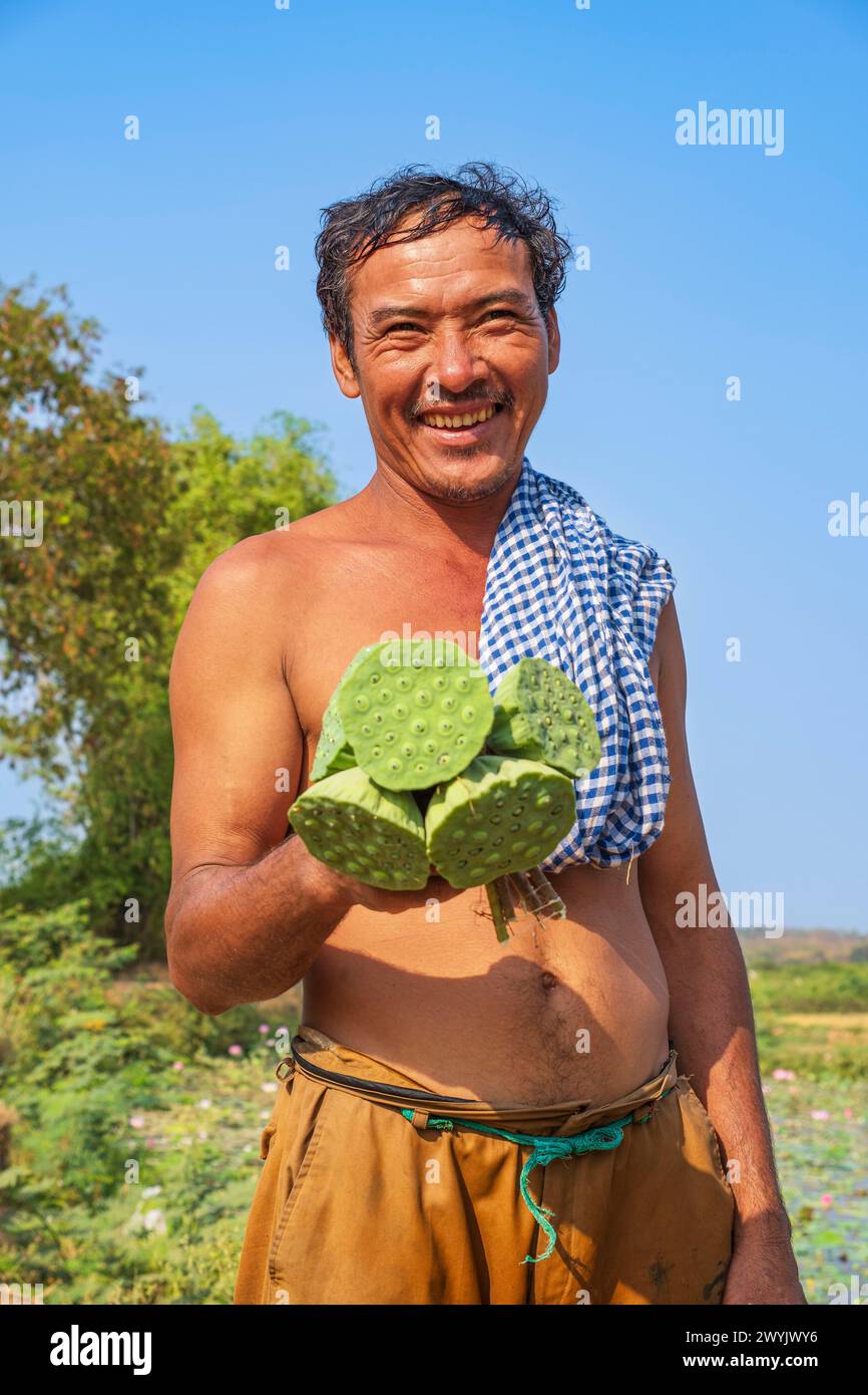 Cambodia, Kampong Cham, lotus flowers cultivation, seed harvesting Stock Photo