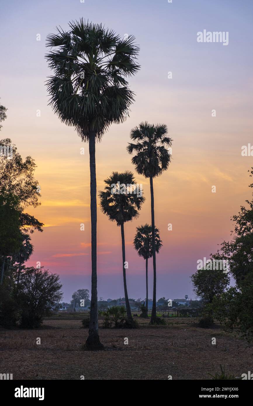 Cambodia, Kandal province, Oudong, sugar palm trees at sunset Stock Photo