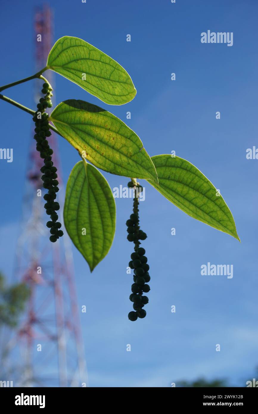 Black pepper (Piper nigrum, peppercorn, merica, lada, sahang) on the tree Stock Photo
