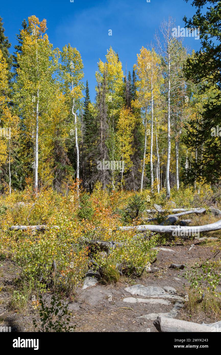 Aspens starting to change colors in the early fall along Silver Lake Loop Trail in Big Cottonwood Canyon near Salt Lake City, Utah Stock Photo