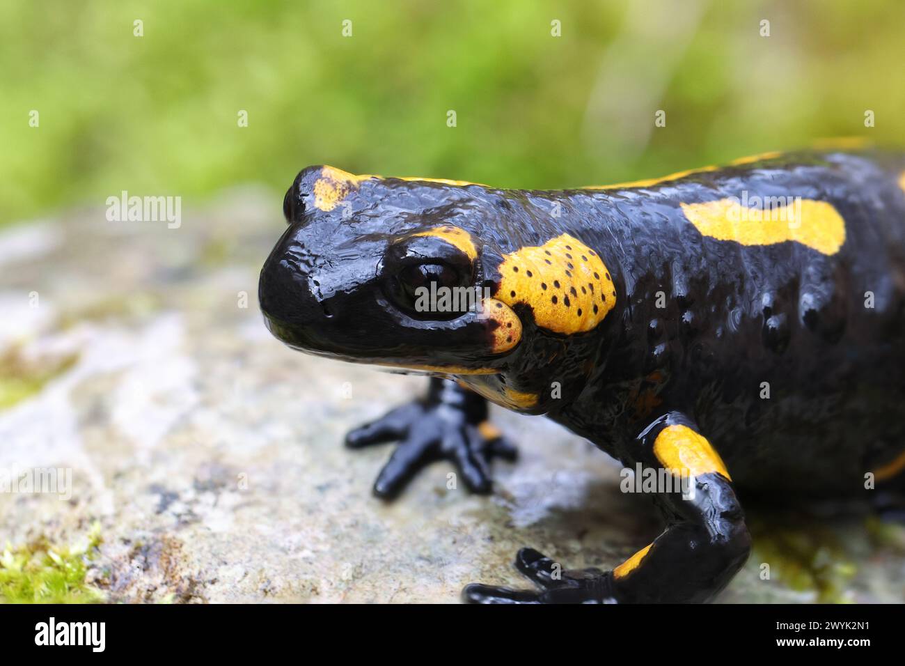 close-up of fire salamander in natural habitat (Salamandra salamandra); a beautiful but toxic amphibian Stock Photo
