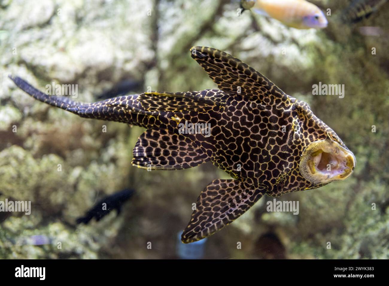 Spain, Catalonia, Barcelona, Port Vell, the aquarium, suckermouth catfish (Hypostomus plecostomus) Stock Photo