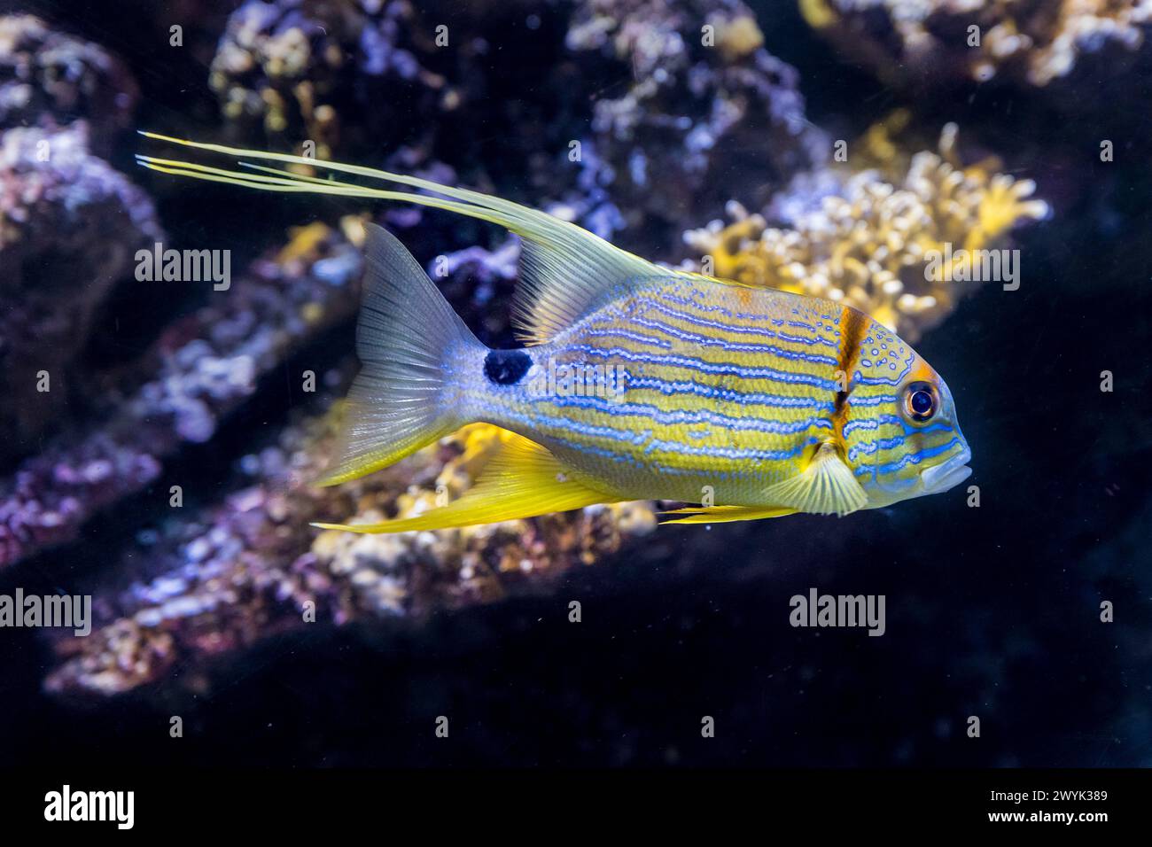 Spain, Catalonia, Barcelona, Port Vell, the aquarium, sailfin snapper (Symphorichthys spilurus) Stock Photo
