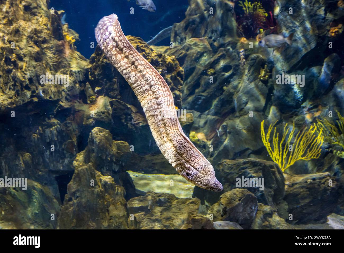 Spain, Catalonia, Barcelona, Port Vell, the aquarium, Common moray eel (Muraena helena) Stock Photo