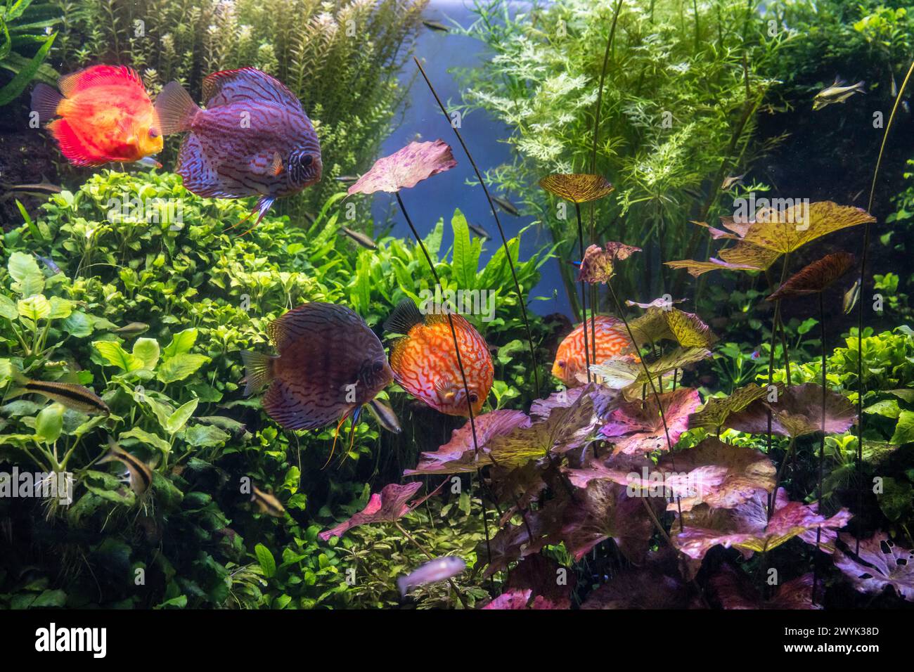 Spain, Catalonia, Barcelona, Port Vell, the aquarium, discus fish (Symphysodon discus) Stock Photo
