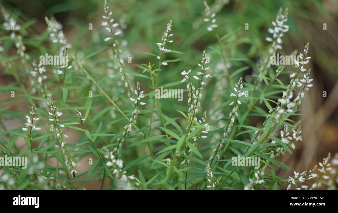 Polygala paniculata (Akar wangi, Jukut rindik, Sasapuan, Katumpang Lemah, Hierba del colico, Essence Fragile). This plant is used as a medicine Stock Photo
