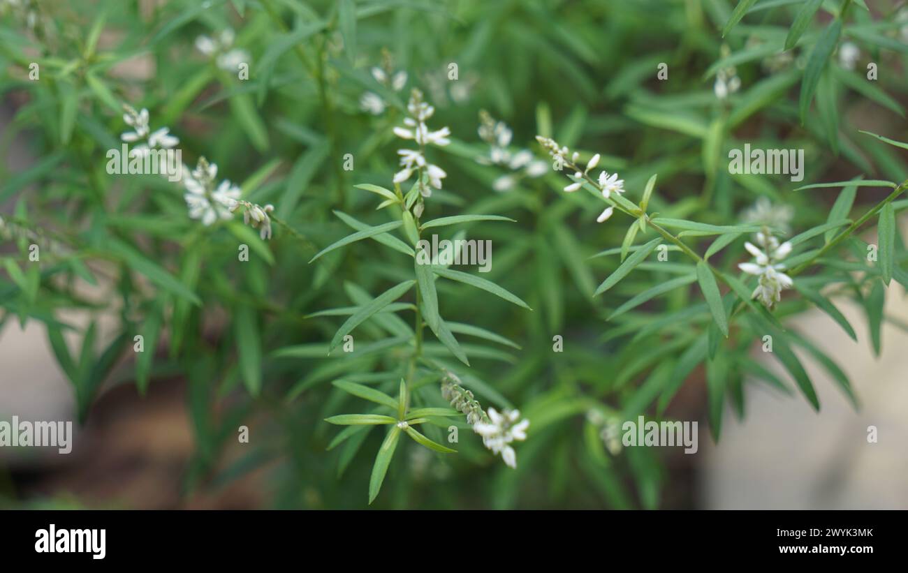 Polygala paniculata (Akar wangi, Jukut rindik, Sasapuan, Katumpang Lemah, Hierba del colico, Essence Fragile). This plant is used as a medicine Stock Photo