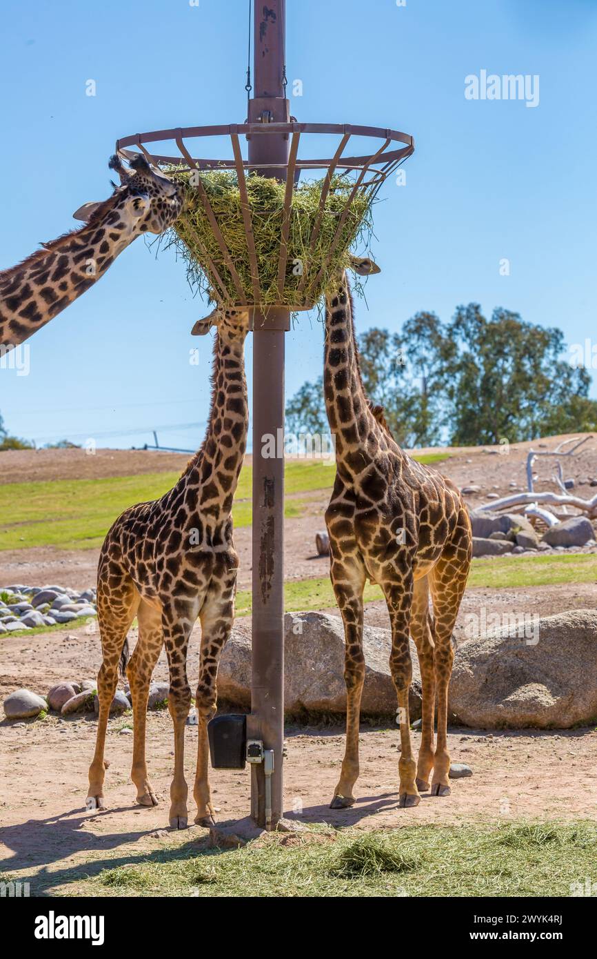 Giraffes eating hay from an elevated feeder at the Phoenix Zoo in Phoenix, Arizona Stock Photo