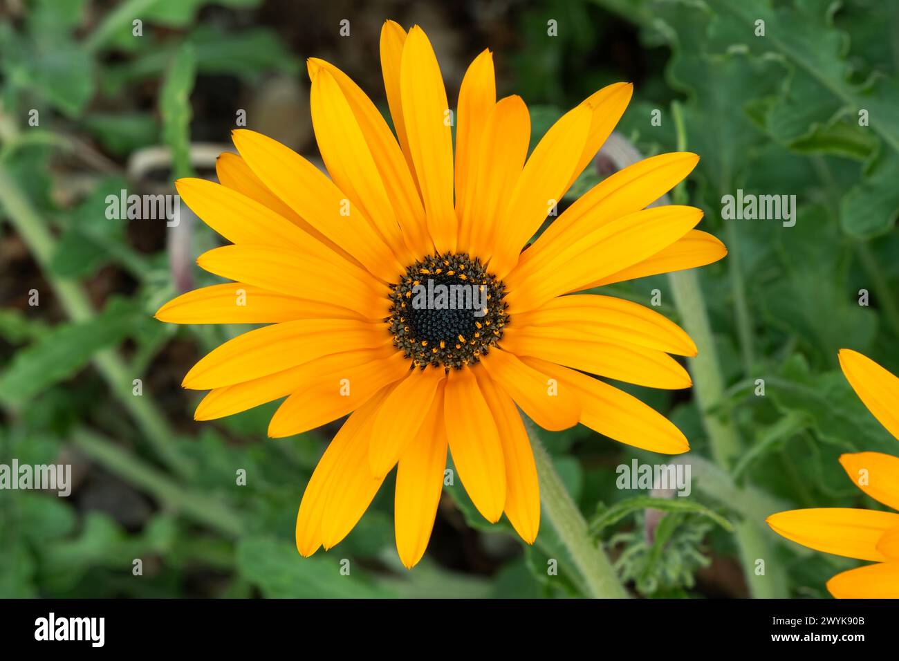 Arctotis adpressa South Africa flower plant commonly known as African Daisy, stock photo image Stock Photo