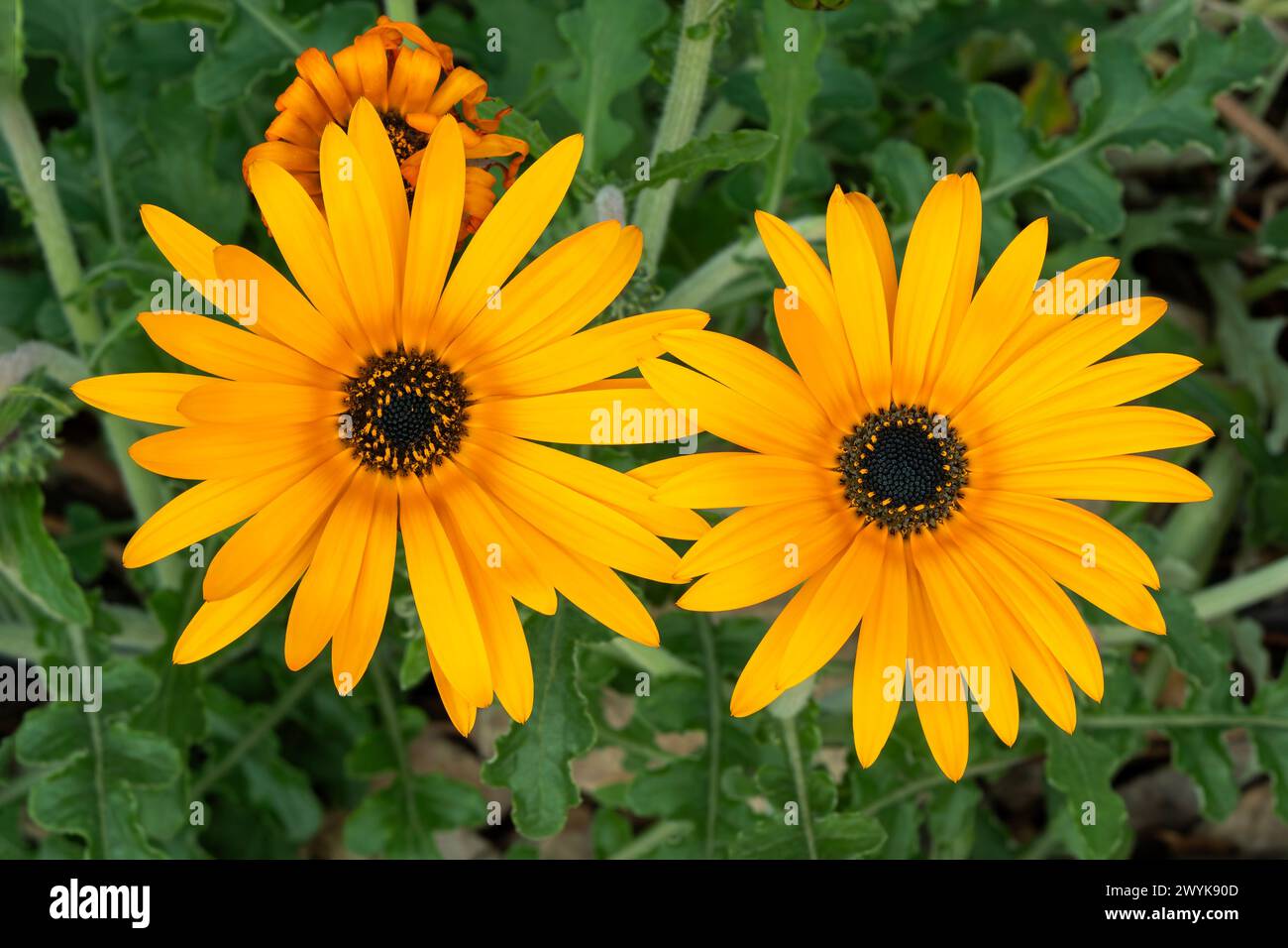 Arctotis adpressa South Africa flower plant commonly known as African Daisy, stock photo image Stock Photo
