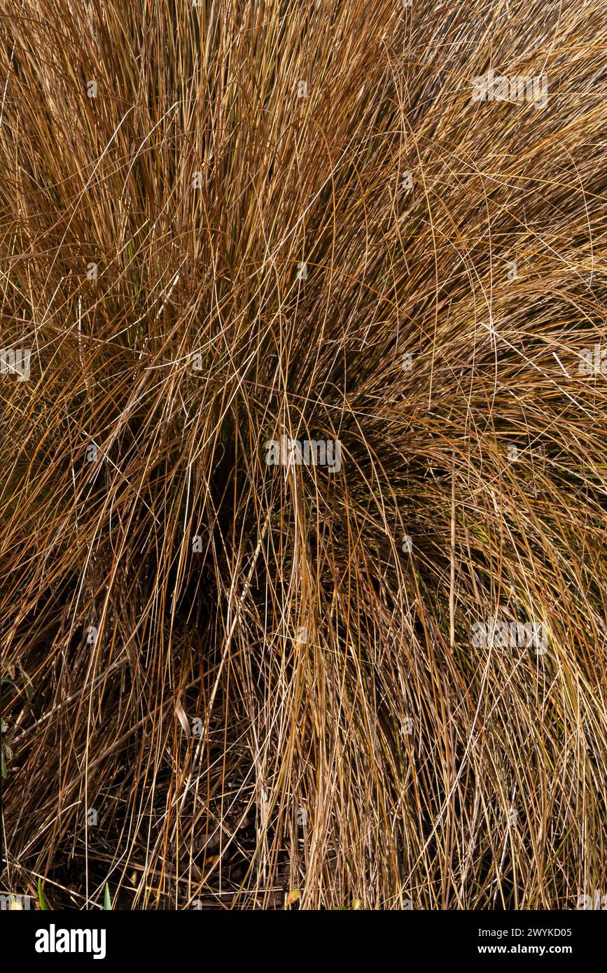 Chionochloa rubra an evergreen plant commonly known as red tussock grass, stock photo image Stock Photo