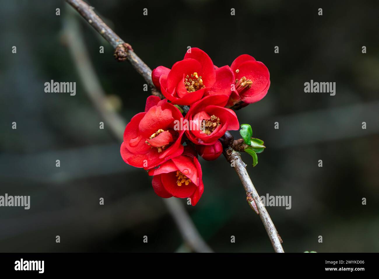 Chaenomeles x superba 'Knap Hill Scarlet' a spring flowering shrub plant with a red springtime flower commonly known as Japanese quince, stock photo i Stock Photo