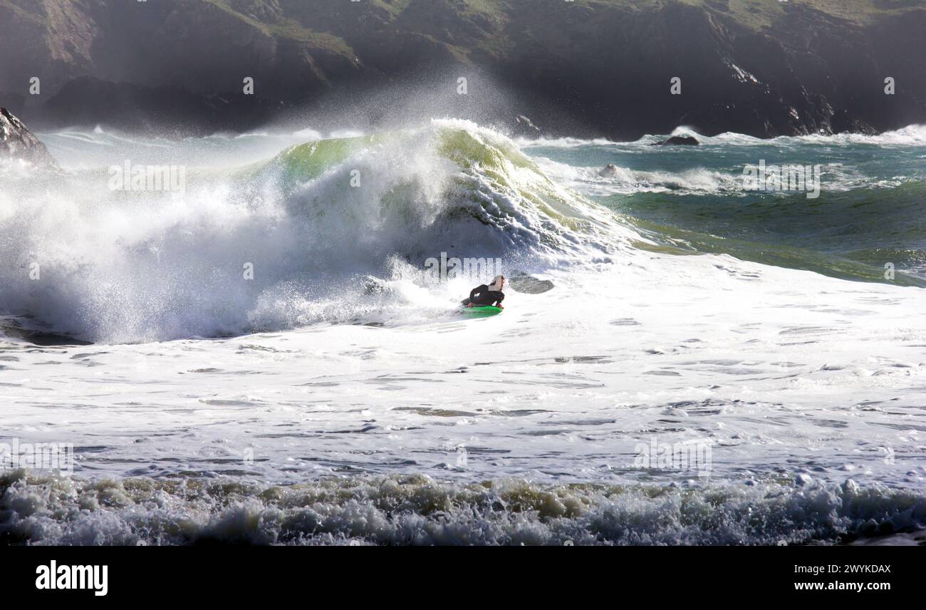 Wave board or body board surfing in huge breakers at Kynance Cove, Cornwall.  Braving the waves. Stock Photo
