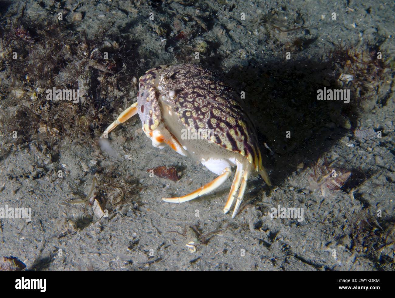 A Flame Box Crab (Calappa flammea) in Florida, USA Stock Photo