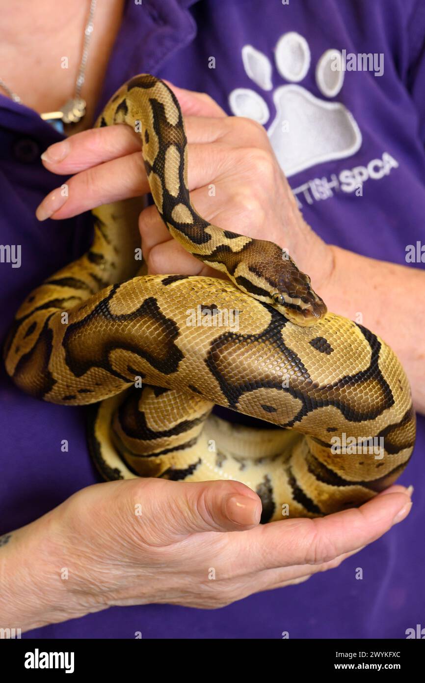 Stock images at SPCA rehoming centre, Hamilton Woman holding snake Stock Photo