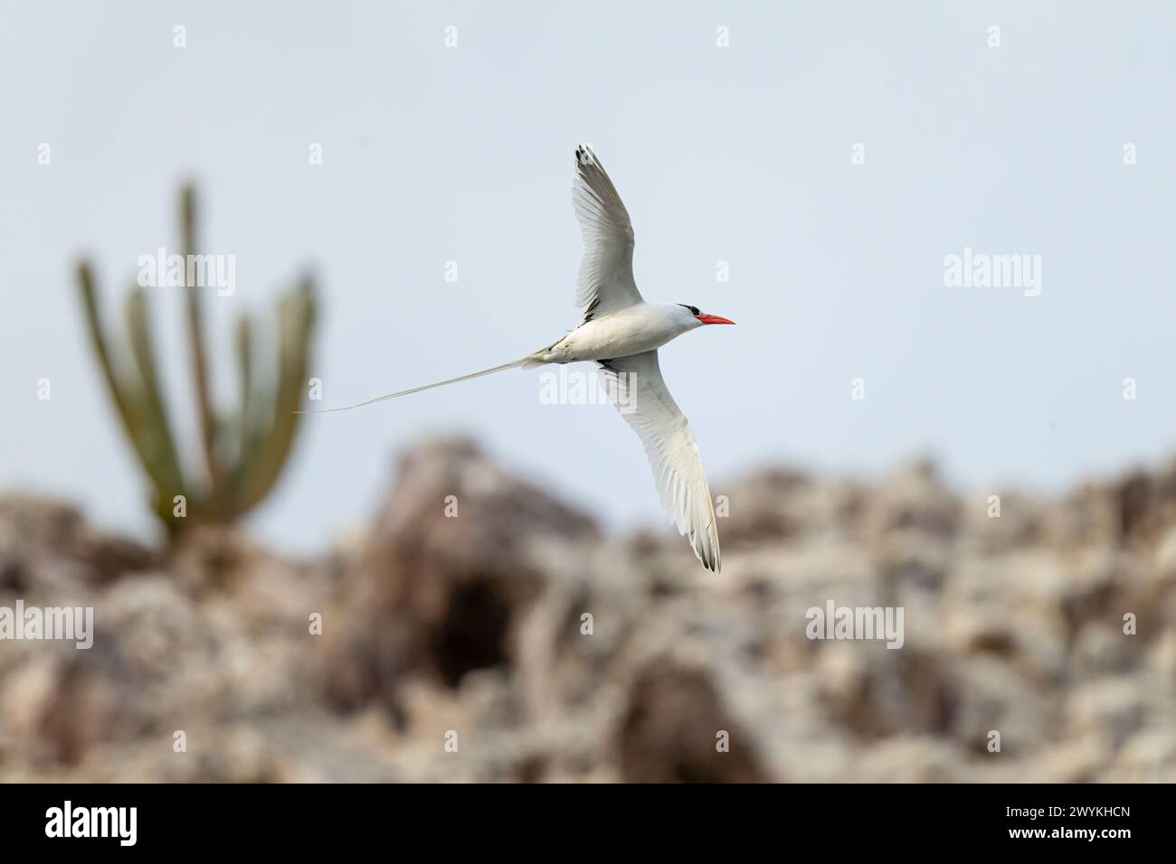 A red billed tropicbird (Phaethon aethereus) flying in Baja California Sur, Mexico. Stock Photo