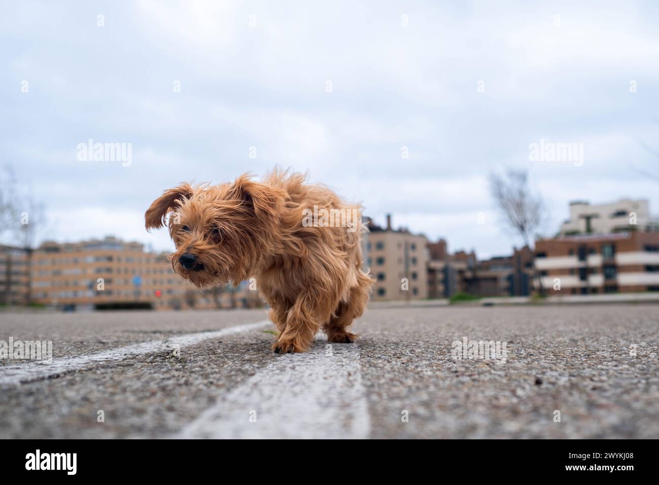 Low angle shot of a small light brown mixed-breed terrier-type dog with a threatening air. The city is blurred in the background. The wind blows again Stock Photo