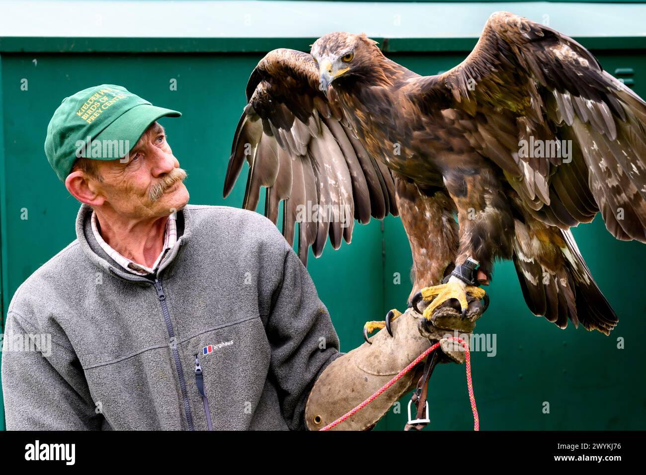 Pictured: Saphire the Golden Eagle  and  Ray Lowden from the Kielder Bird of Prey The UK’s first ever Golden Eagle Festival, orga Stock Photo