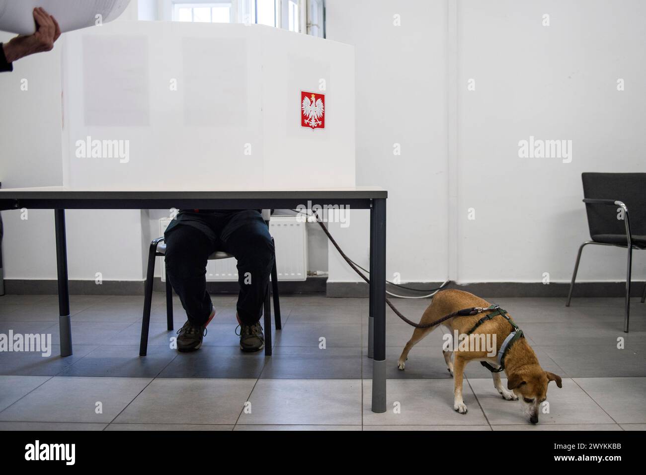 A dog is waiting while his owner fills out ballot card at the polling station in Warsaw during the local elections. Voters across Poland are casting ballots in local elections in the first electoral test for the coalition government of PM Donald Tusk nearly four months since it took power. Voters elected mayors as well as members of municipal councils and provincial assemblies. Among those running is Rafal Trzaskowski - Mayor of Warsaw, a Tusk ally who is seeking a second term. Opinion polls showed the two largest political formations running neck-and-neck: Tusk's Civic Coalition, an electora Stock Photo