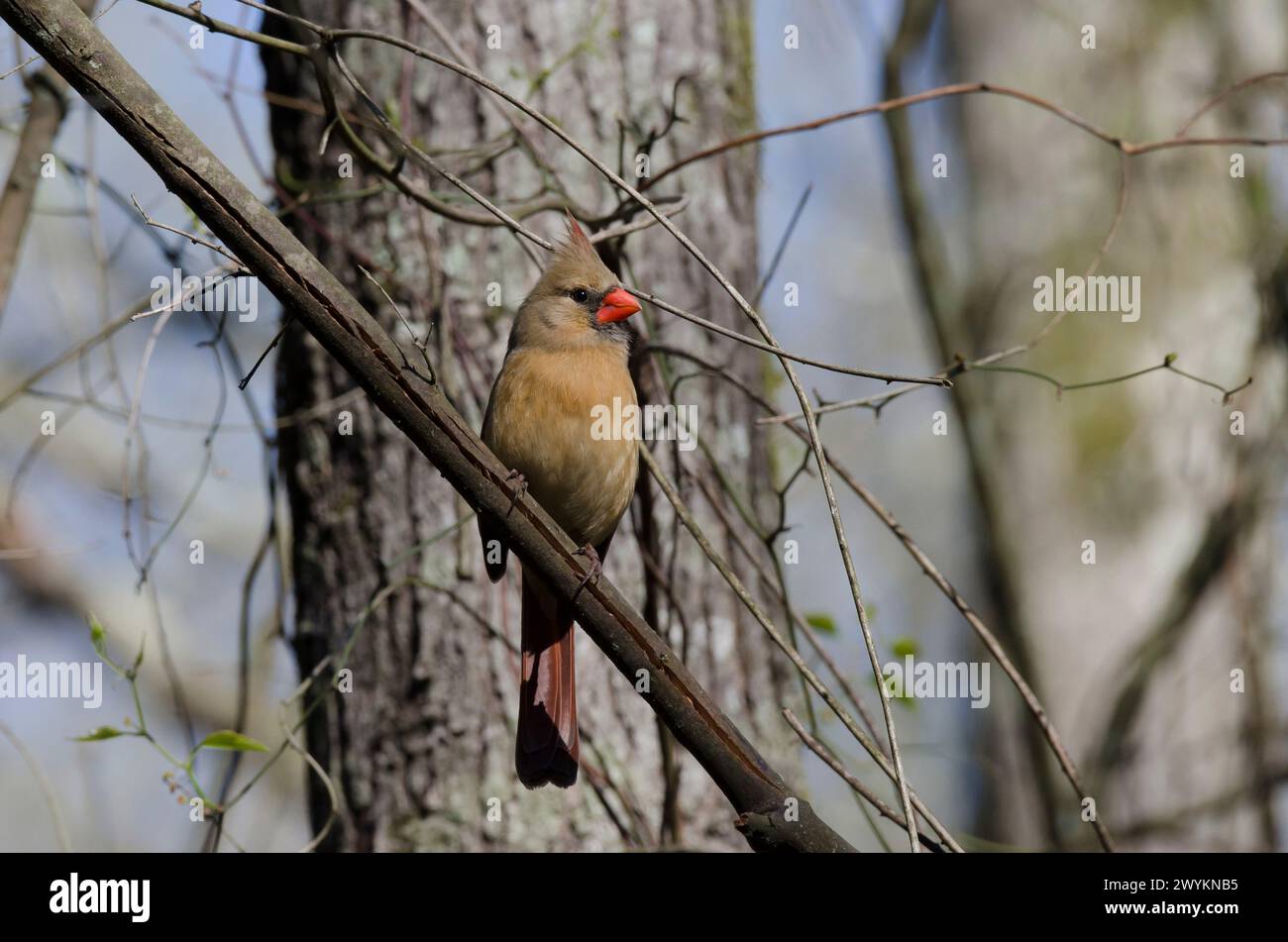 Northern Cardinal, Cardinalis cardinalis, female Stock Photo