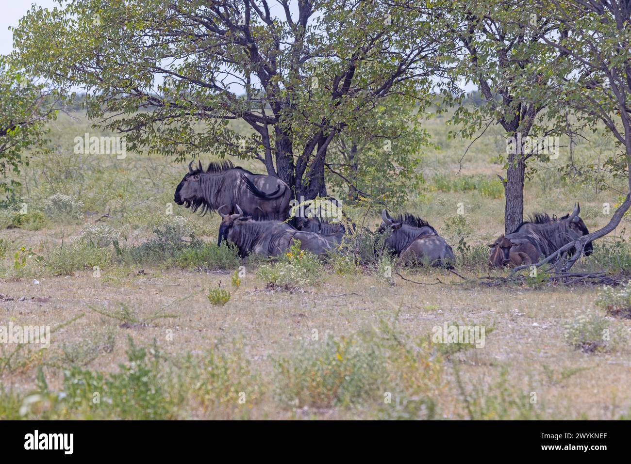 Picture of a group of buffalo during the day in Etosha national park in Namibia in summer Stock Photo