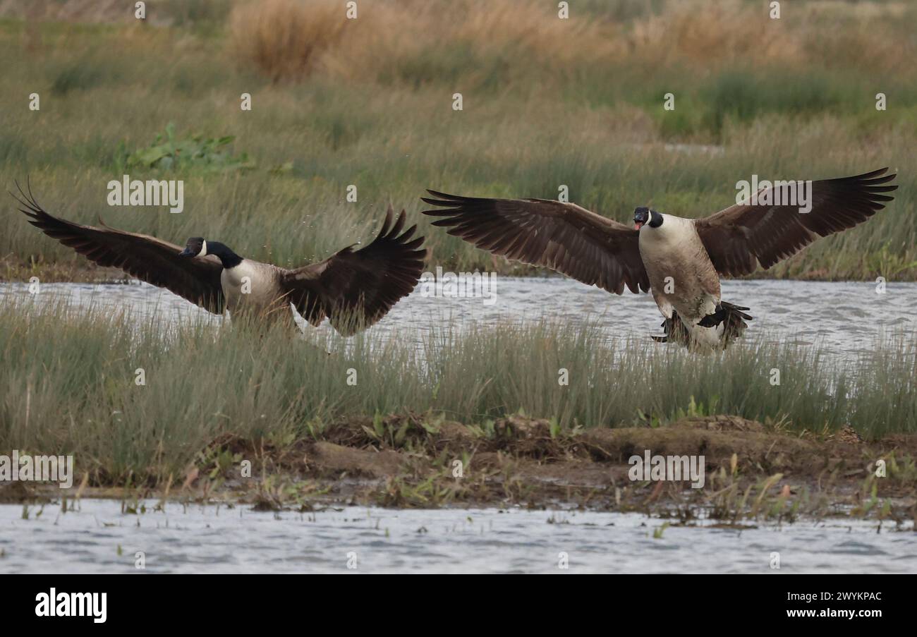 Goose Uk Rspb Rainham Essex, UK. 07th Apr, 2024. Canada goose in flight at RSPB ...