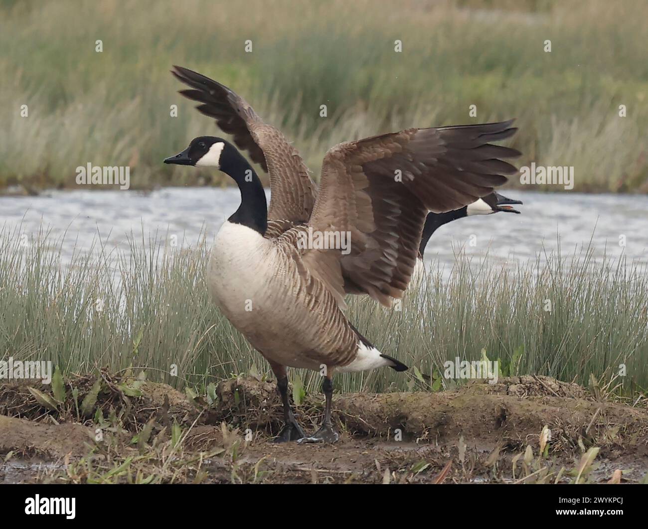 Goose Uk Rspb Rainham Essex, UK. 07th Apr, 2024. Canada goose in flight at RSPB ...