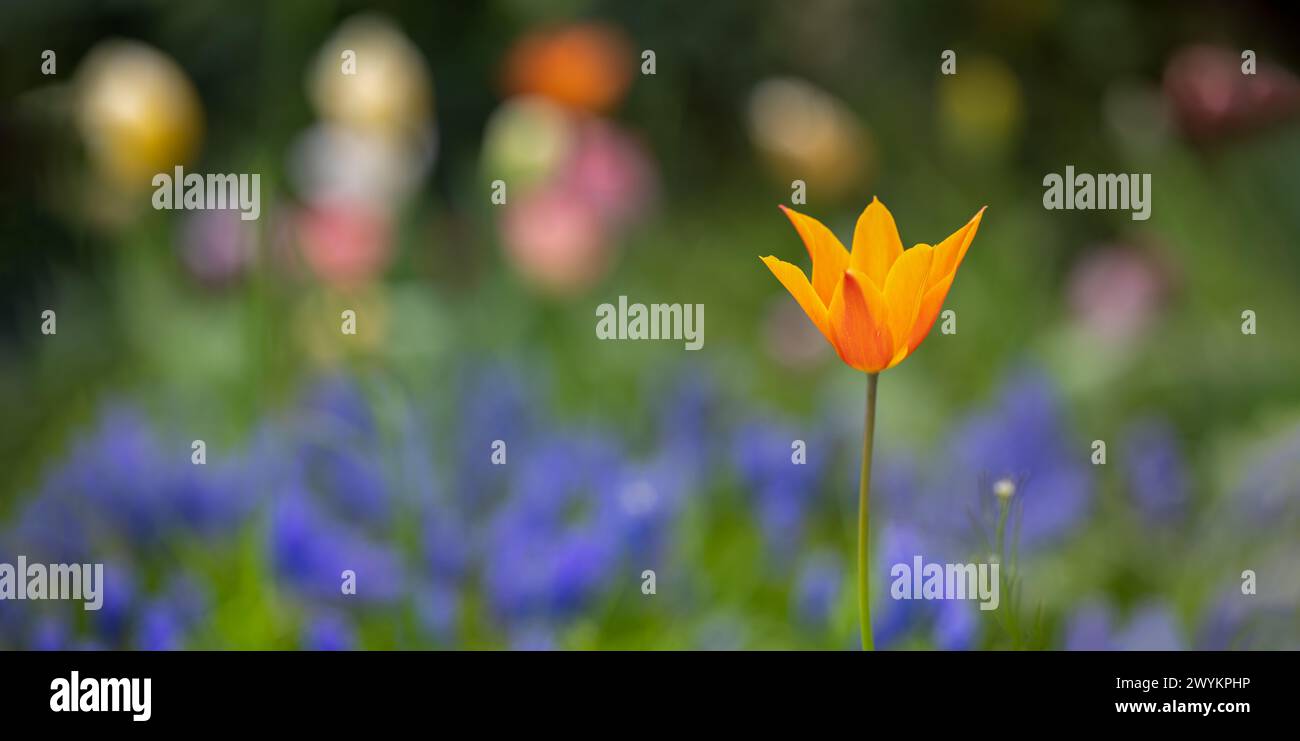 orange flower, tulip on purple and green blurred background, panorama, banner Stock Photo