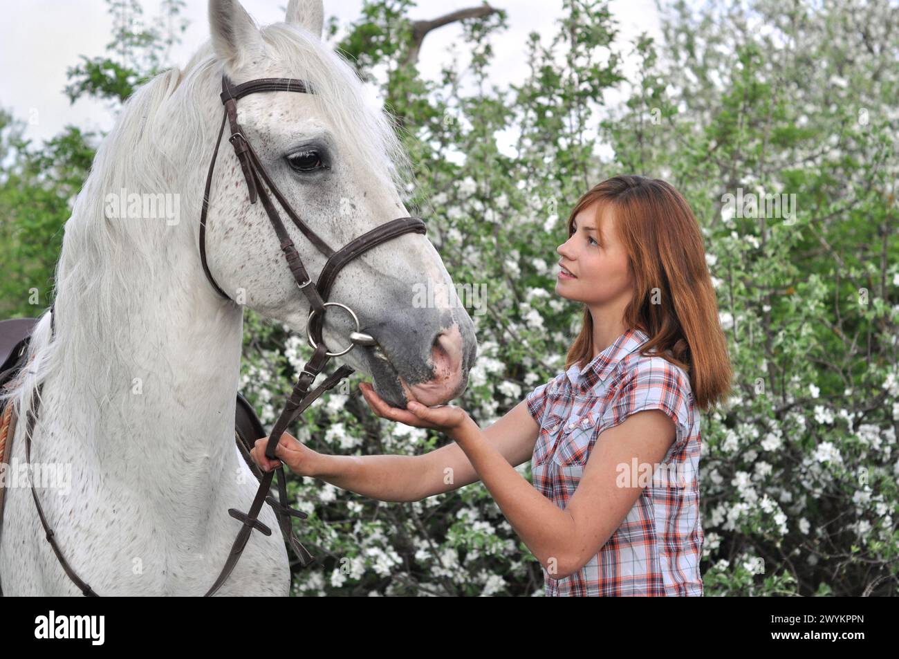 Cherkasy, Ukraine, May 3, 2012. Unknown girl with purebred white horse resting in the apple tree garden at the springtime Stock Photo