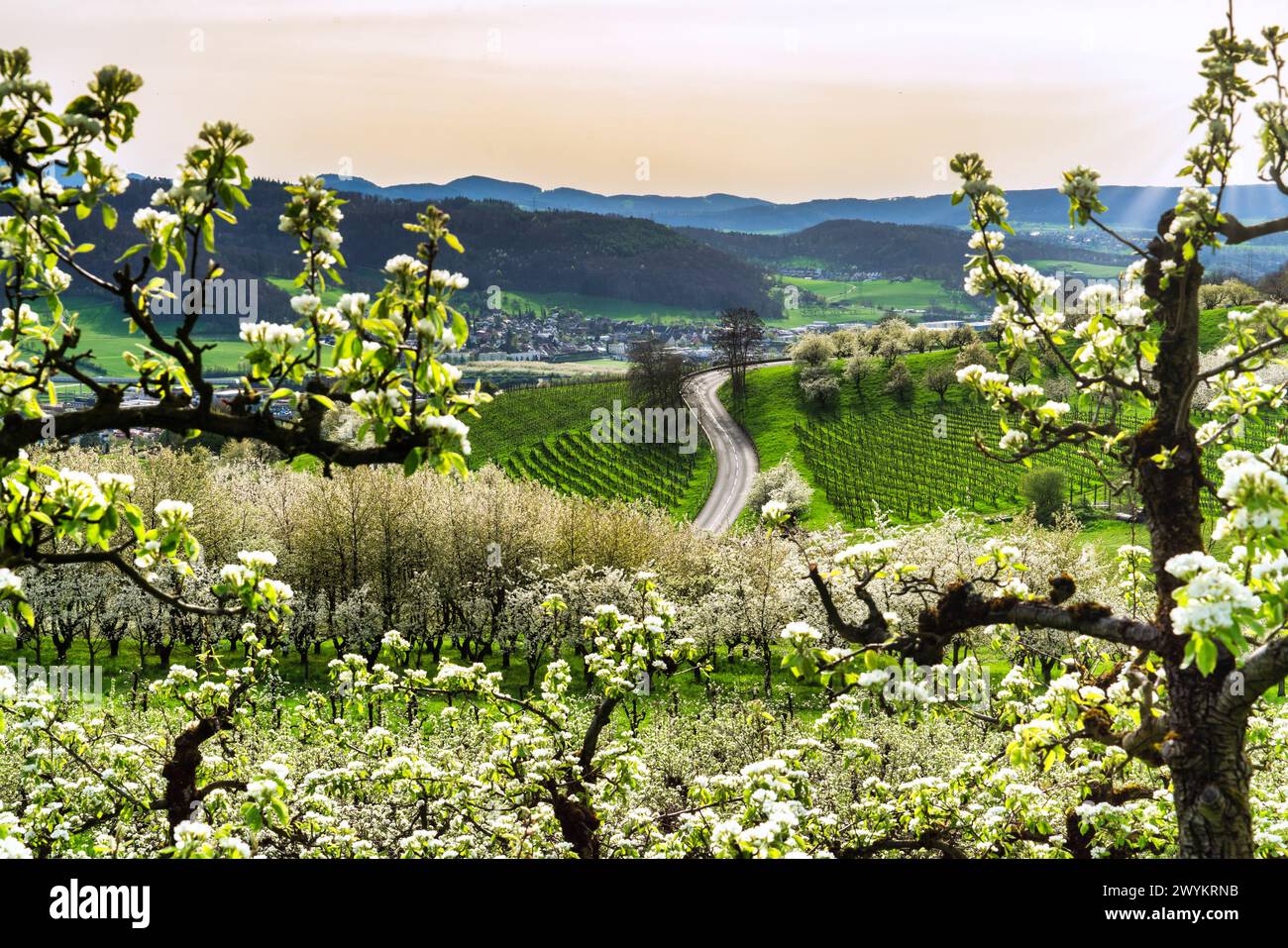 Switzerland, Europe, Baselland, Baselbiet, Oberbaselbiet, Sissach, Sissach BL, BL, cherry plantation, cherry blossom, spring, April, orchard, cherry t Stock Photo