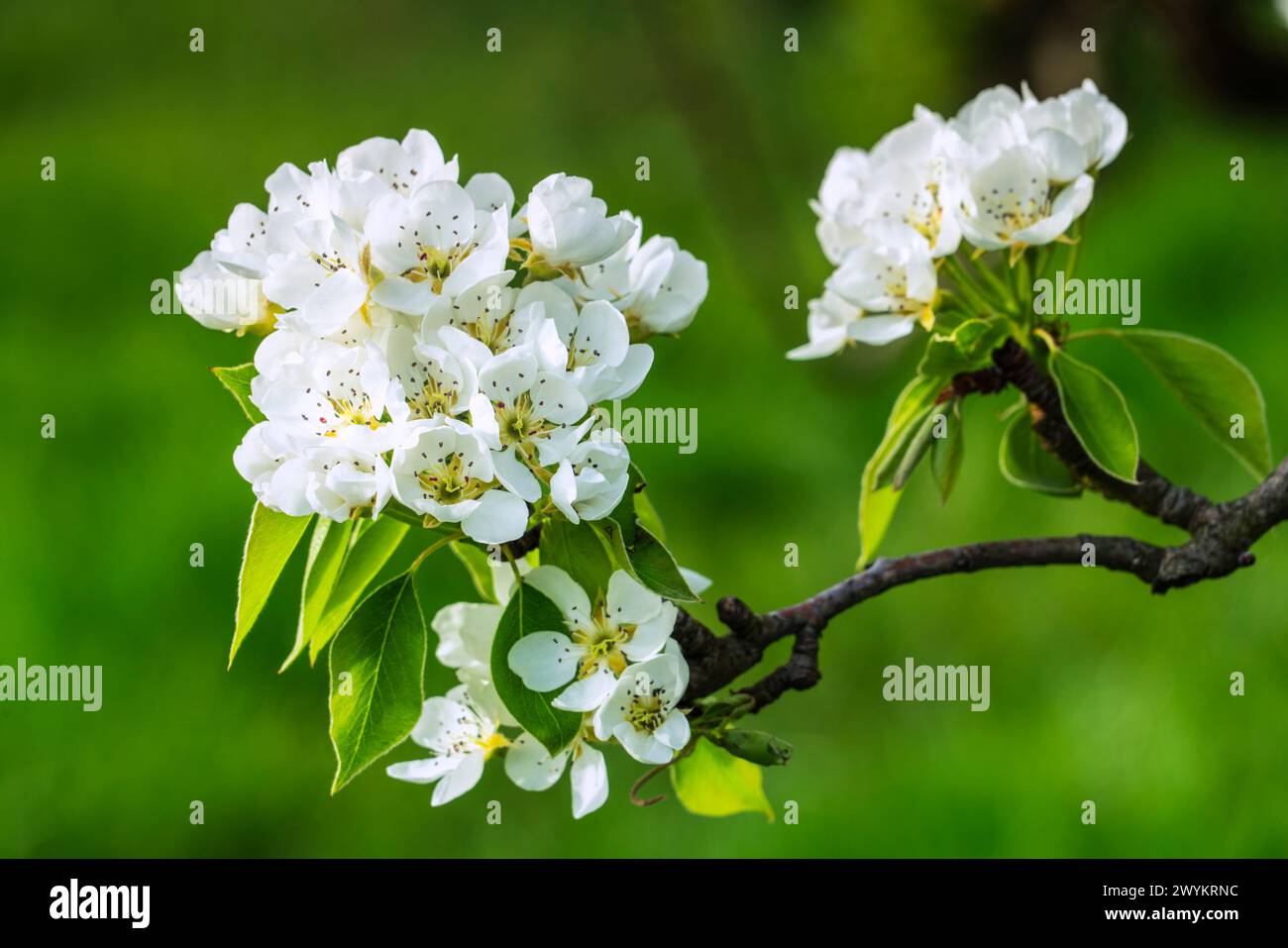 Cherry Blossom, Cherry Plantation, Cherrytrees, Peartrees, Pear Blossoms, Sissach, Sissch BL, Baselland, Switzerland, April, Spring, Close-up Stock Photo