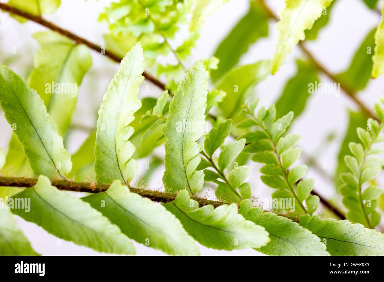 Asian sword fern (Nephrolepis brownii) green plant on white background Stock Photo