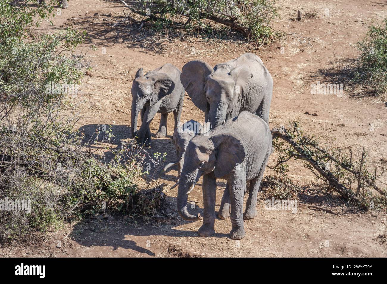 African bush elephant (Loxodonta africana) herd, Kruger National Park, South Africa Stock Photo