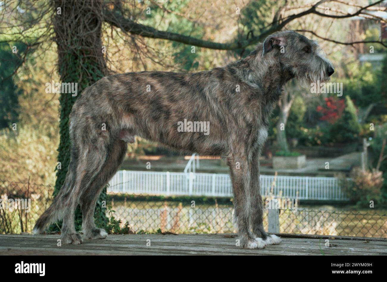 Irish Wolfhound Gray and Brindle Dog Side View Stock Photo