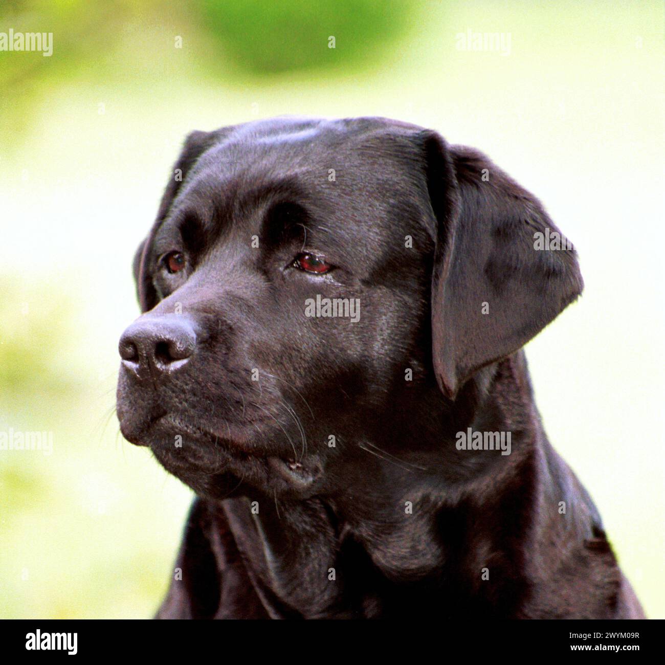 Female black labrador hi-res stock photography and images - Alamy