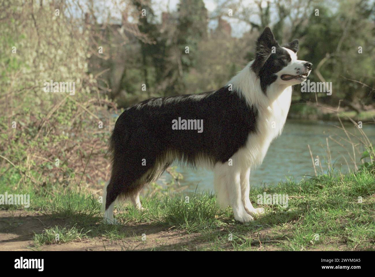 Border Collie Black and White Dog Side View Watching Stock Photo