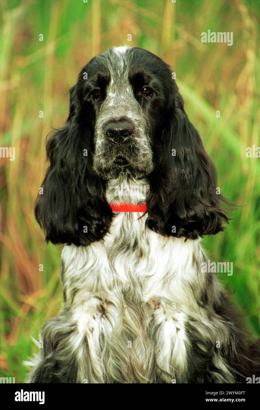 Blue Roan Cocker Spaniel Head Facing with a blurred background Stock Photo